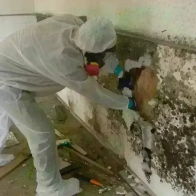 Mold Remediation and Removal in Spindale, NC